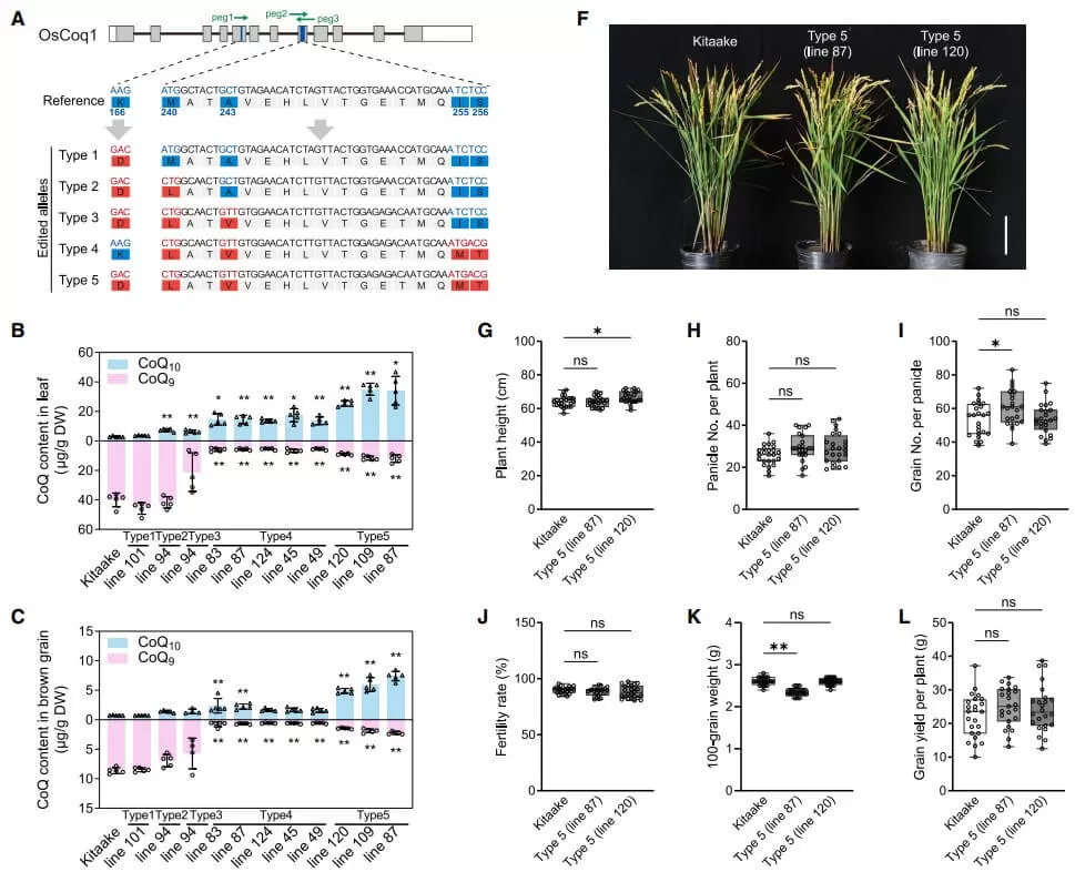 Generating CoQ10 rice lines by genome editing